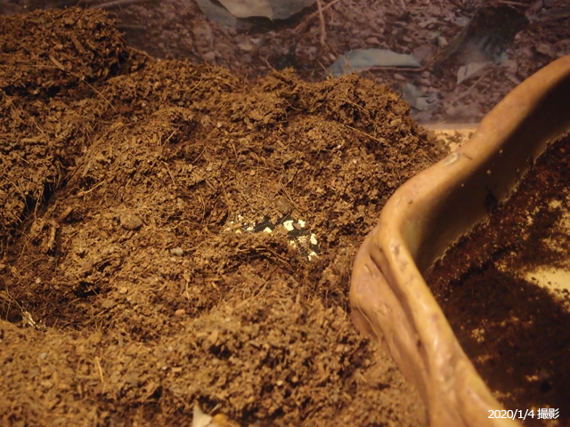 f:id:aquatottotoday:20200125221403j:plain