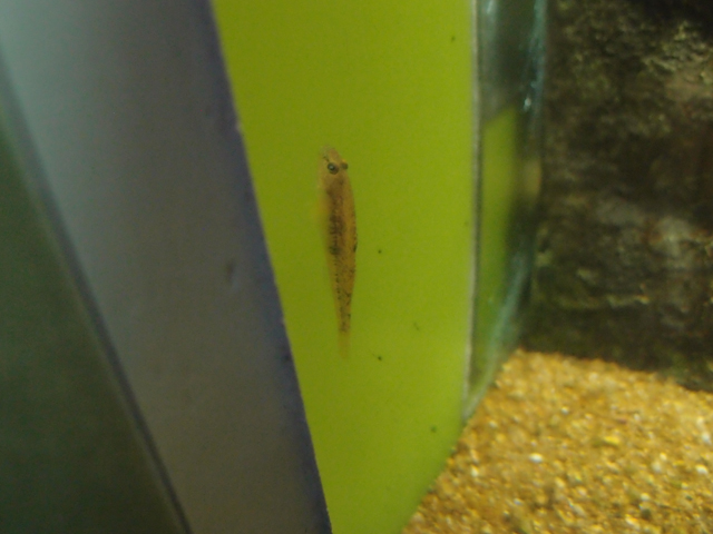 f:id:aquatottotoday:20200318035516j:plain