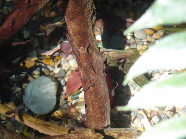 f:id:aquatottotoday:20200416032219j:plain