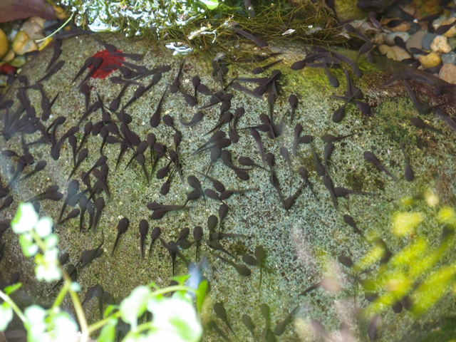 f:id:aquatottotoday:20200416032227j:plain