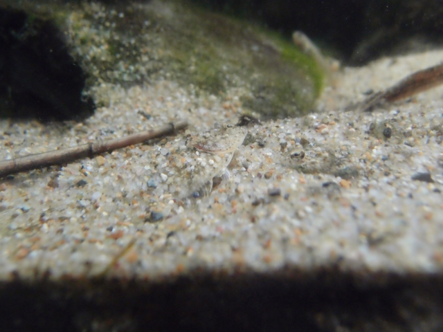 f:id:aquatottotoday:20200416032423j:plain