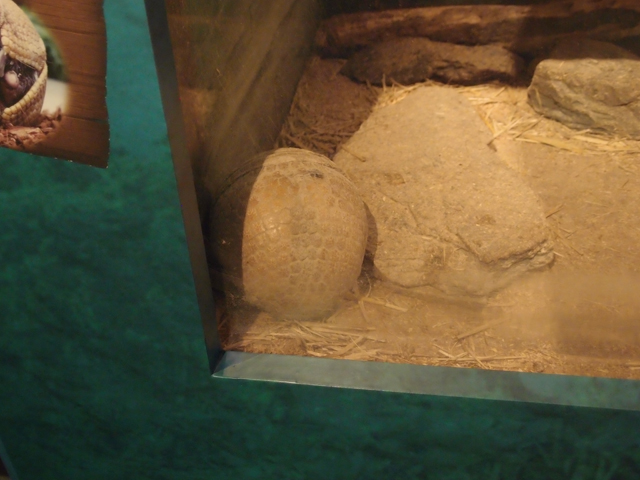 f:id:aquatottotoday:20200416032528j:plain