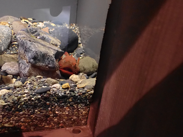 f:id:aquatottotoday:20210627002623j:plain