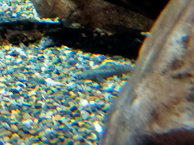 f:id:aquatottotoday:20211231095754j:plain