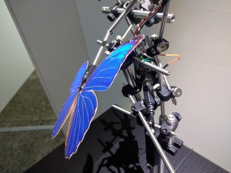 落合陽一によるモルフォ蝶の作品