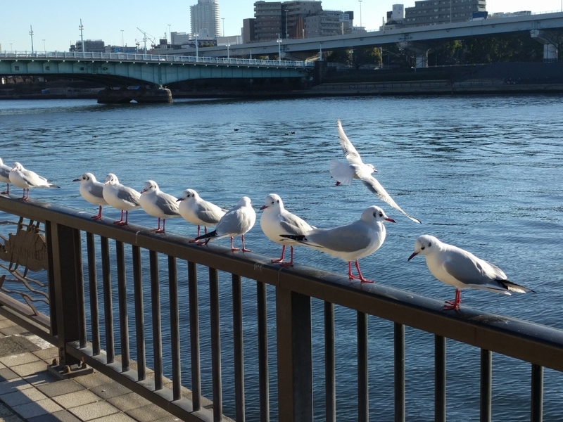 隅田公園での写真