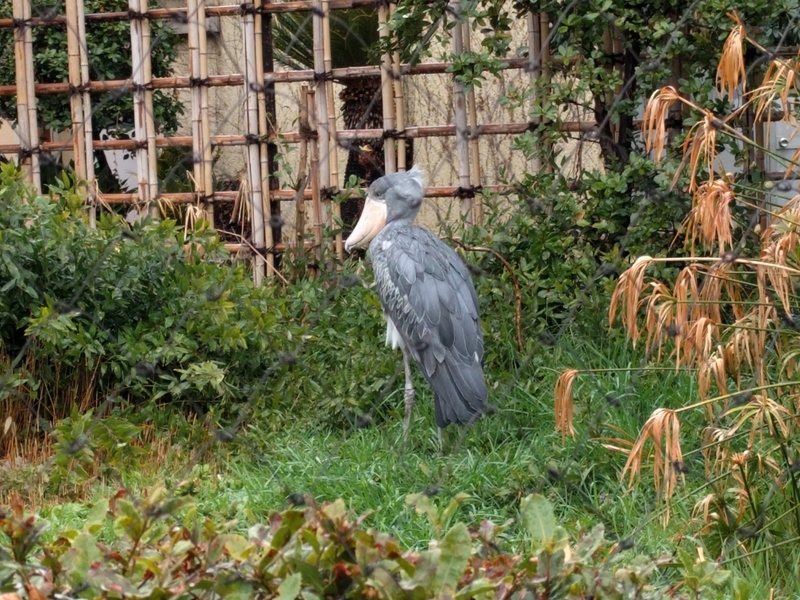 上野動物園のハシビロコウ