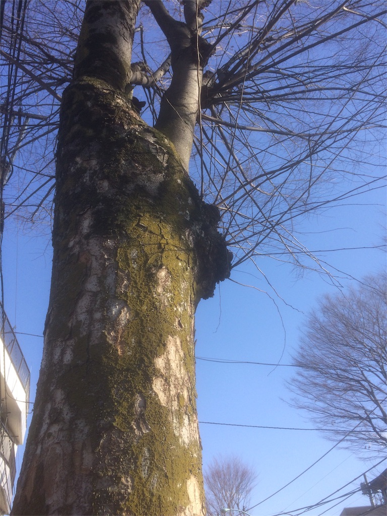 f:id:ara_okanoue:20180302215008j:image f:id:ara_okanoue:20180302215008j:image