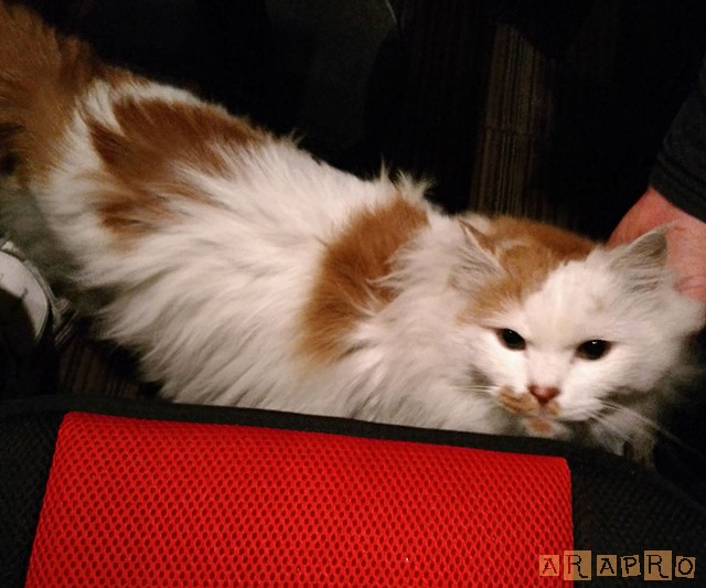 f:id:ara_pro:20190614013647j:plain