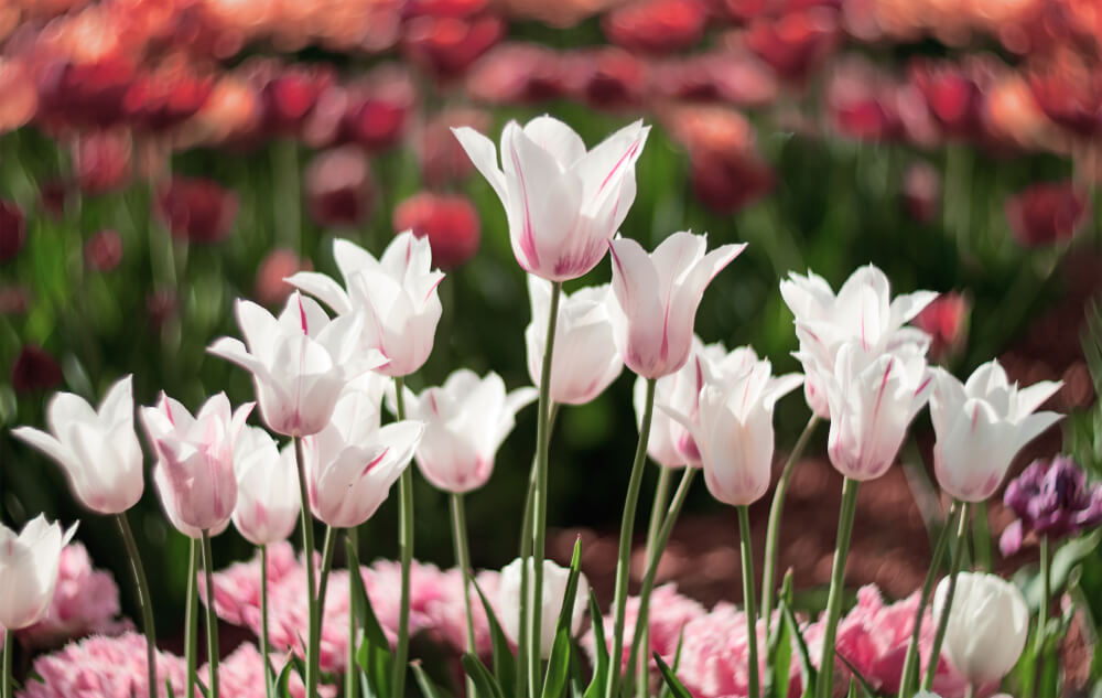 Lilly Flowers Dubai