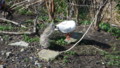 [SydneyBiennale2008]seagull family