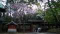 [2011Spring]根津神社