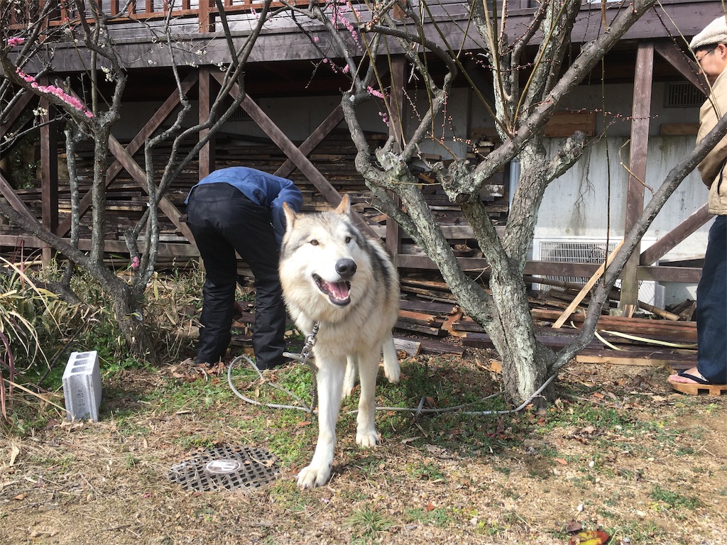 f:id:araebisu808:20170220072914j:image f:id:araebisu808:20170220072914j:image