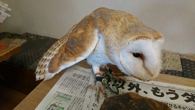 f:id:araebisu808:20170303144958j:image f:id:araebisu808:20170303144958j:image