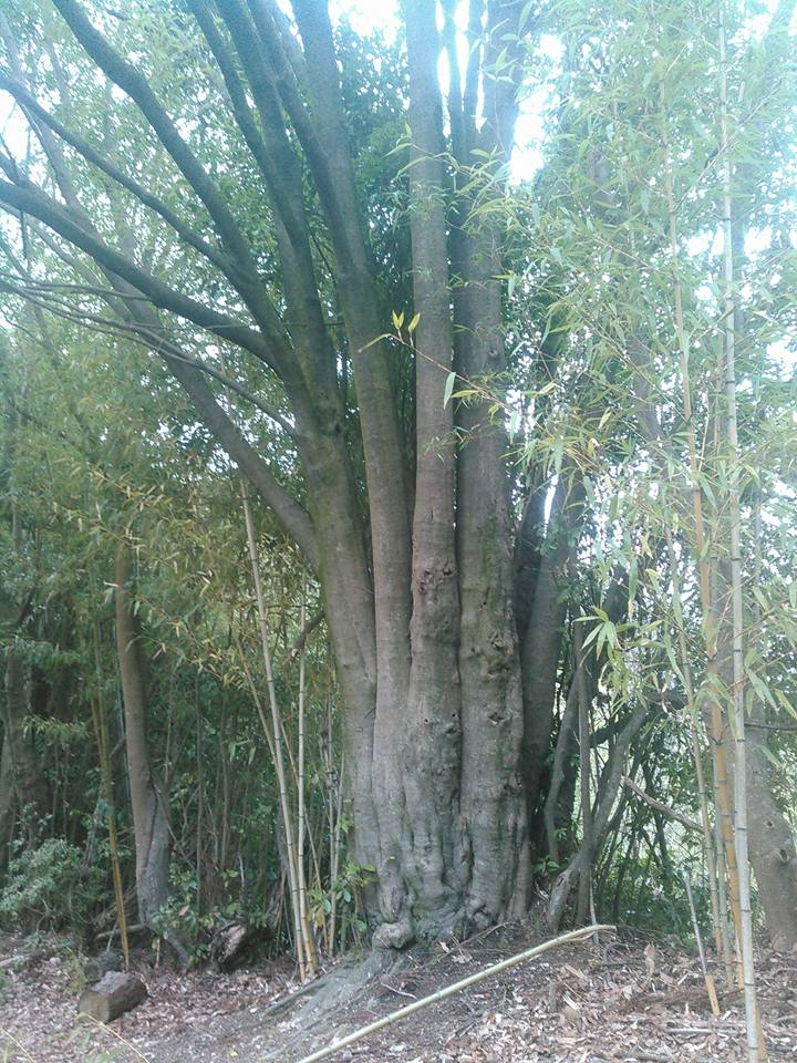f:id:araebisu808:20170309183818j:plain f:id:araebisu808:20170309183818j:plain