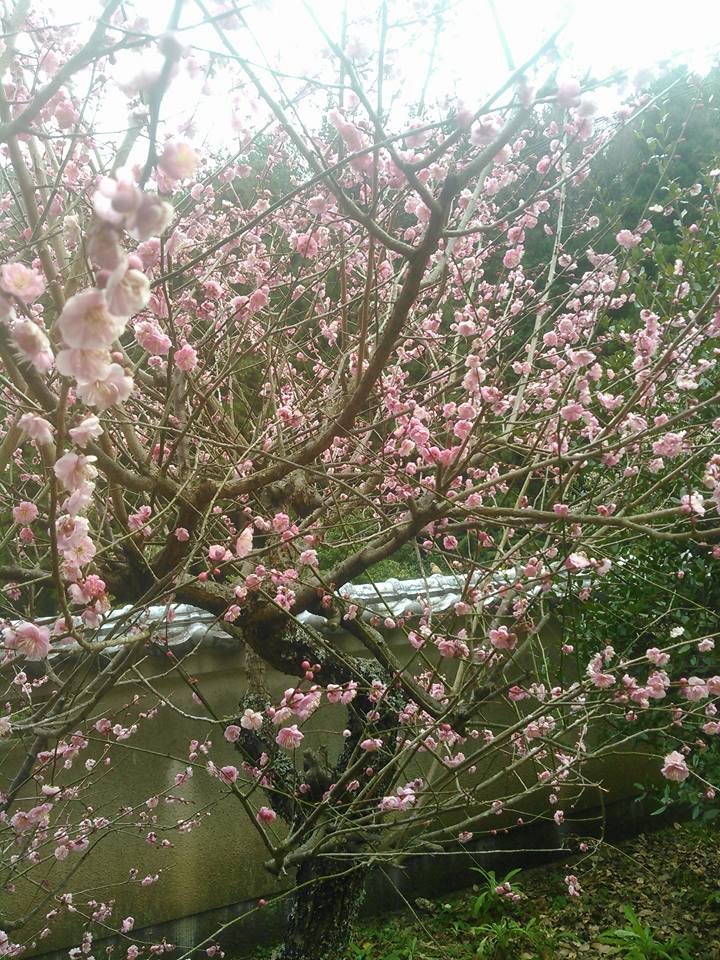 f:id:araebisu808:20170309185310j:plain f:id:araebisu808:20170309185310j:plain