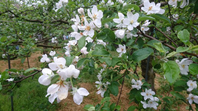 f:id:araebisu808:20170519215014j:plain f:id:araebisu808:20170519215014j:plain