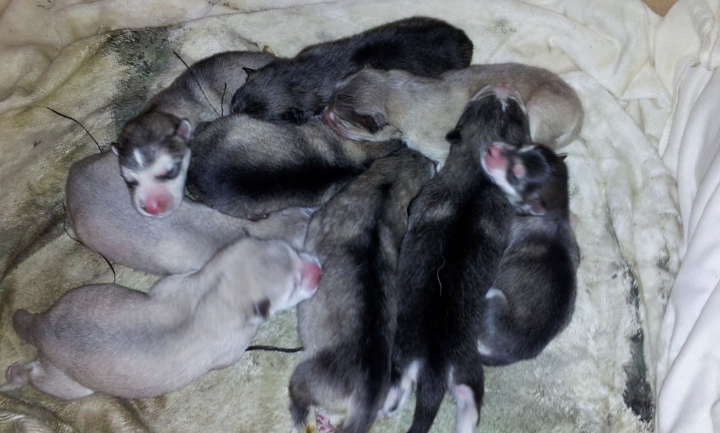 f:id:araebisu808:20171101123116p:plain f:id:araebisu808:20171101123116p:plain