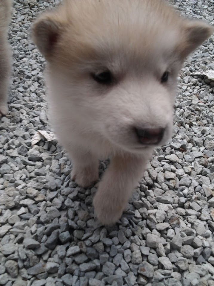 f:id:araebisu808:20171112183446j:plain