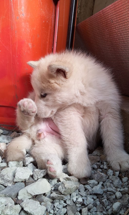 f:id:araebisu808:20171113155235j:plain