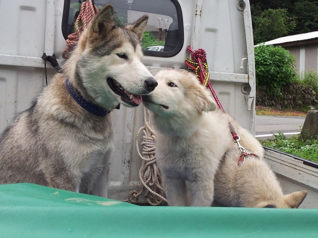 f:id:araebisu808:20171115161521j:plain