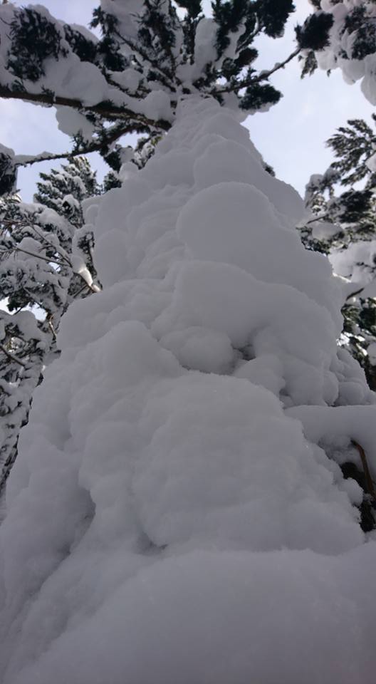 f:id:araebisu808:20180201203851j:plain