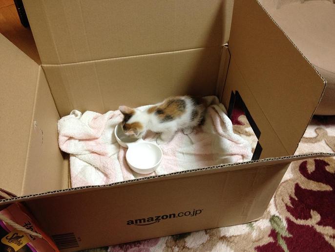 f:id:araguma:20150928020329j:image:w640 f:id:araguma:20150928020329j:image:w640