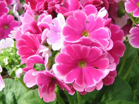 f:id:arai8783:20180110170624j:plain