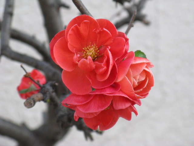 f:id:arai8783:20180209073512j:plain