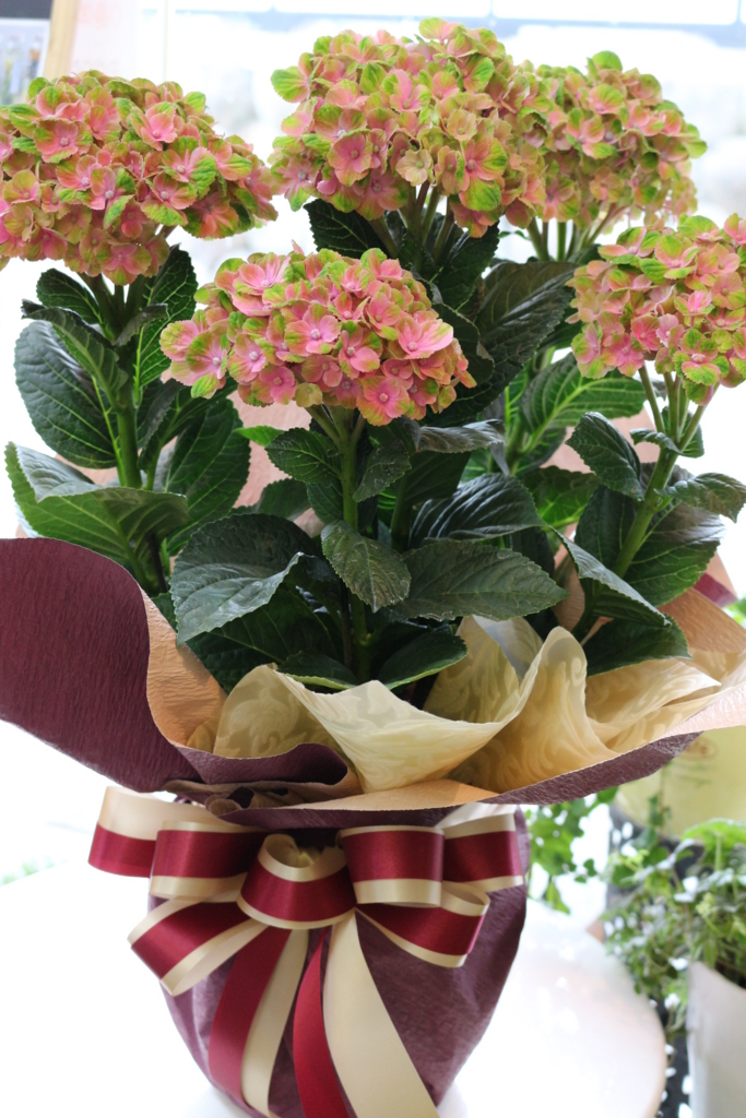 f:id:arai8783:20180509070653j:plain