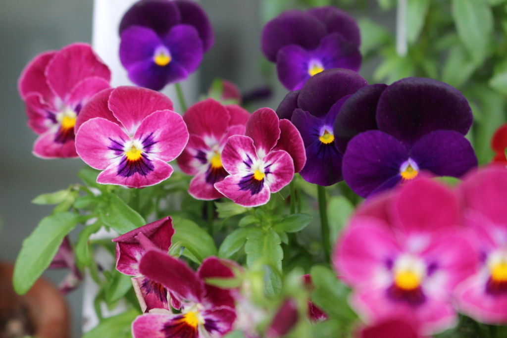 f:id:arai8783:20180531080057j:plain