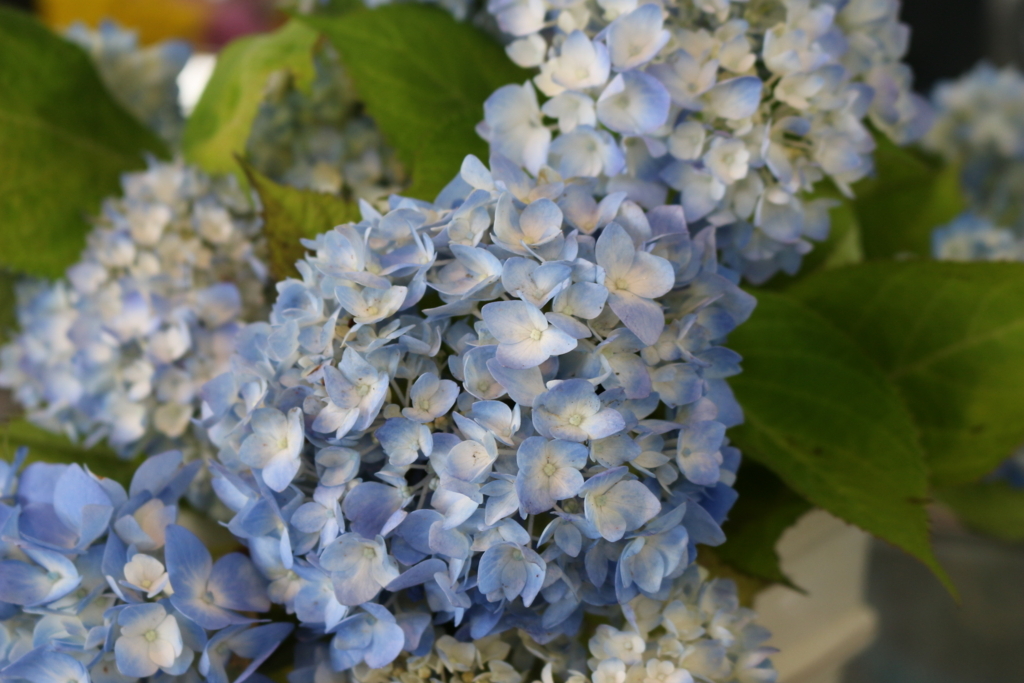 f:id:arai8783:20180531080230j:plain