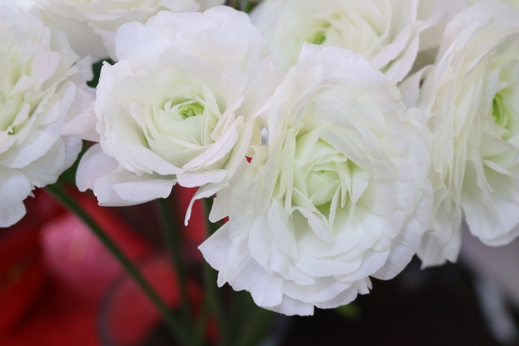 f:id:arai8783:20190105150846j:plain f:id:arai8783:20190105150846j:plain