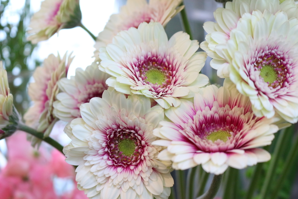 f:id:arai8783:20190105150915j:plain f:id:arai8783:20190105150915j:plain