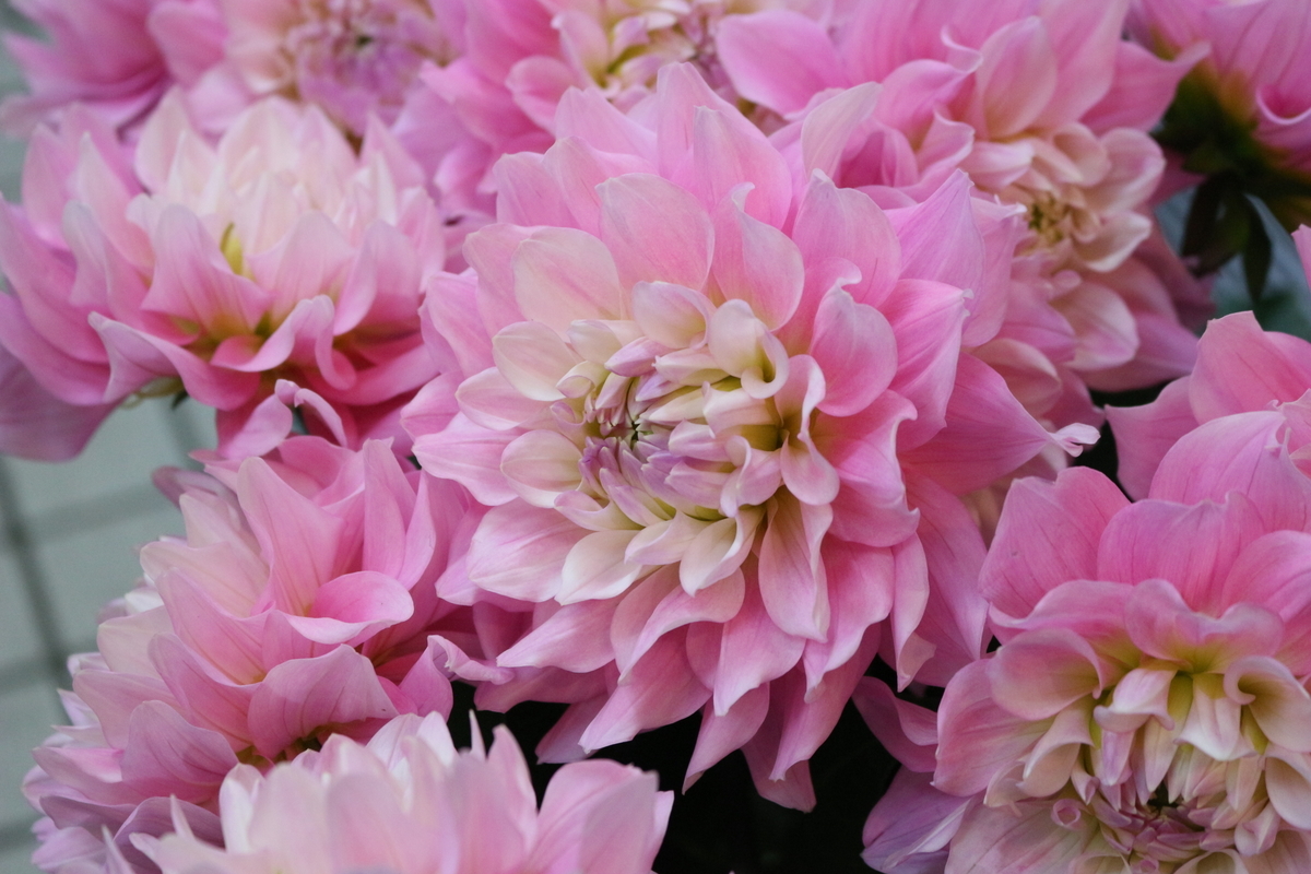 f:id:arai8783:20190507093245j:plain f:id:arai8783:20190507093245j:plain
