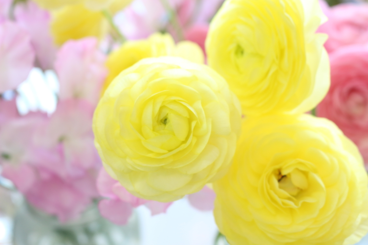 f:id:arai8783:20200405113707j:plain