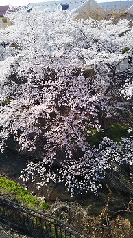 f:id:arai8783:20200415083525j:plain