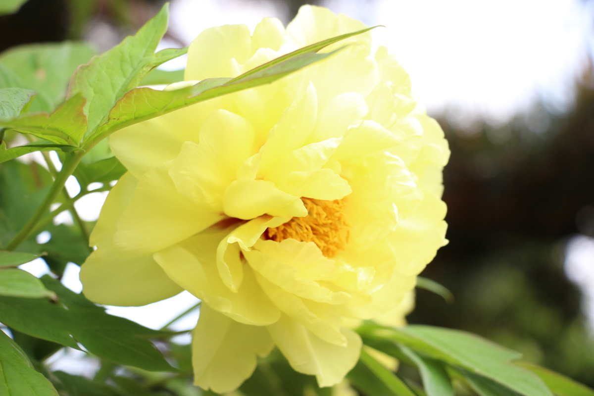 f:id:arai8783:20200520075607j:plain