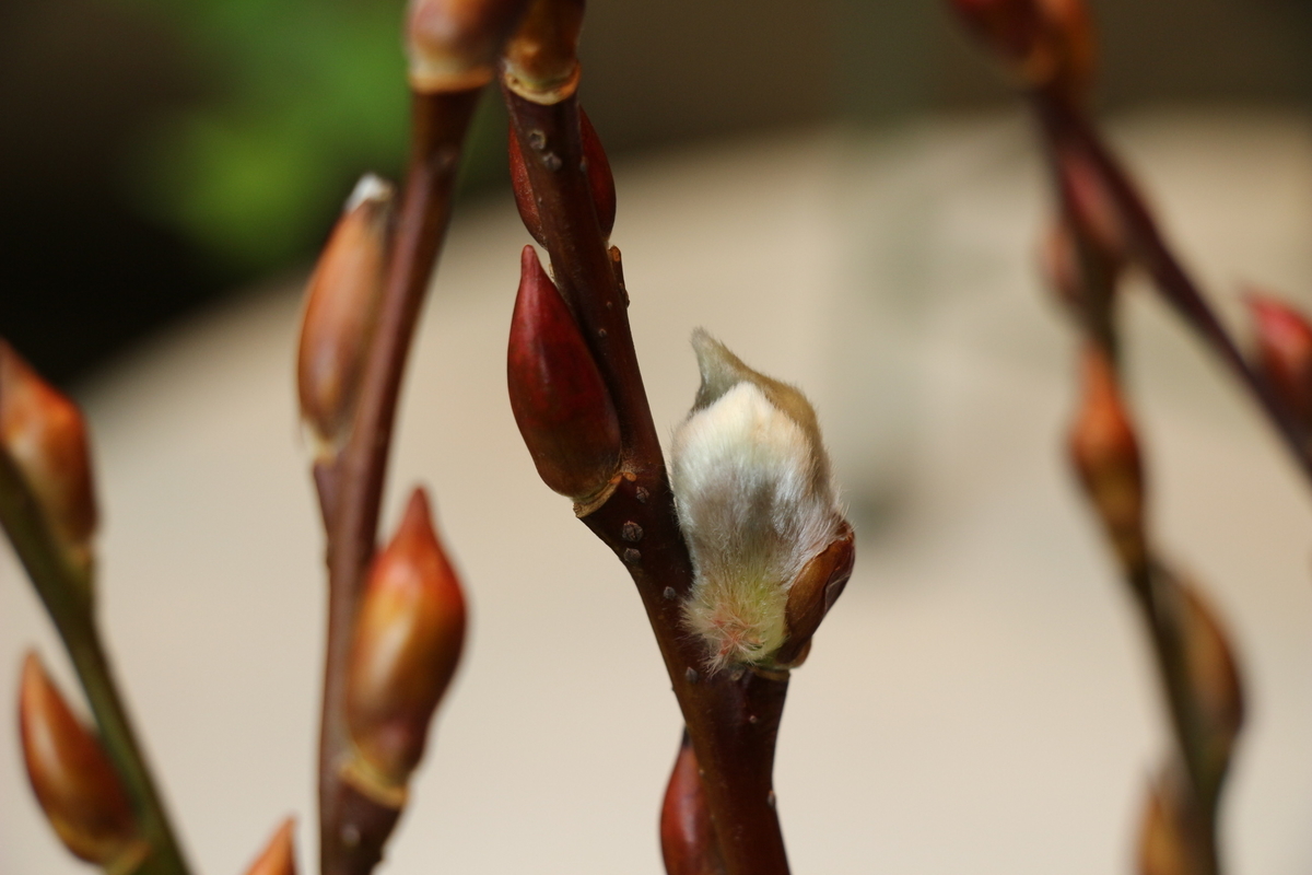 f:id:arai8783:20220123174121j:plain