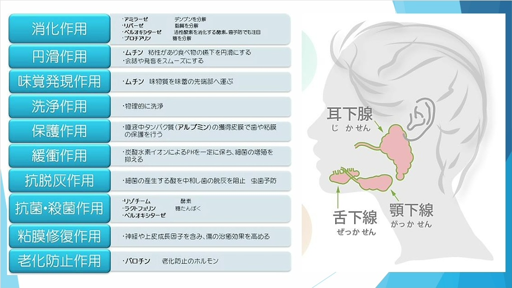 より良い嚥下の為の口腔と脳を含めた全身の関係性』セミナーレジメ