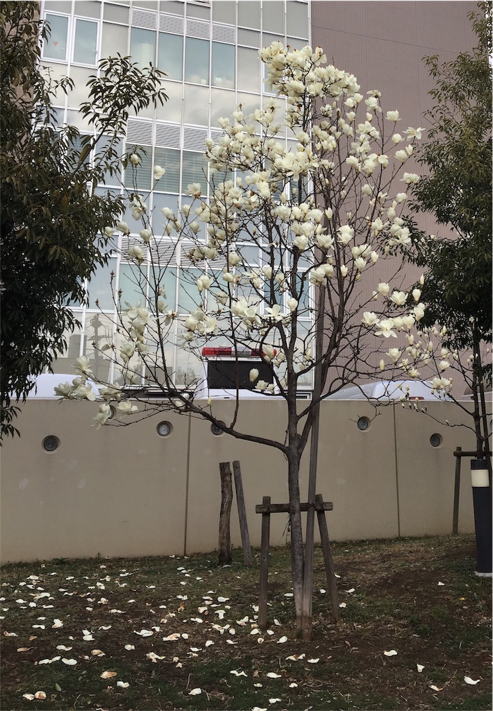 f:id:araihajime:20170314225648j:image f:id:araihajime:20170314225648j:image