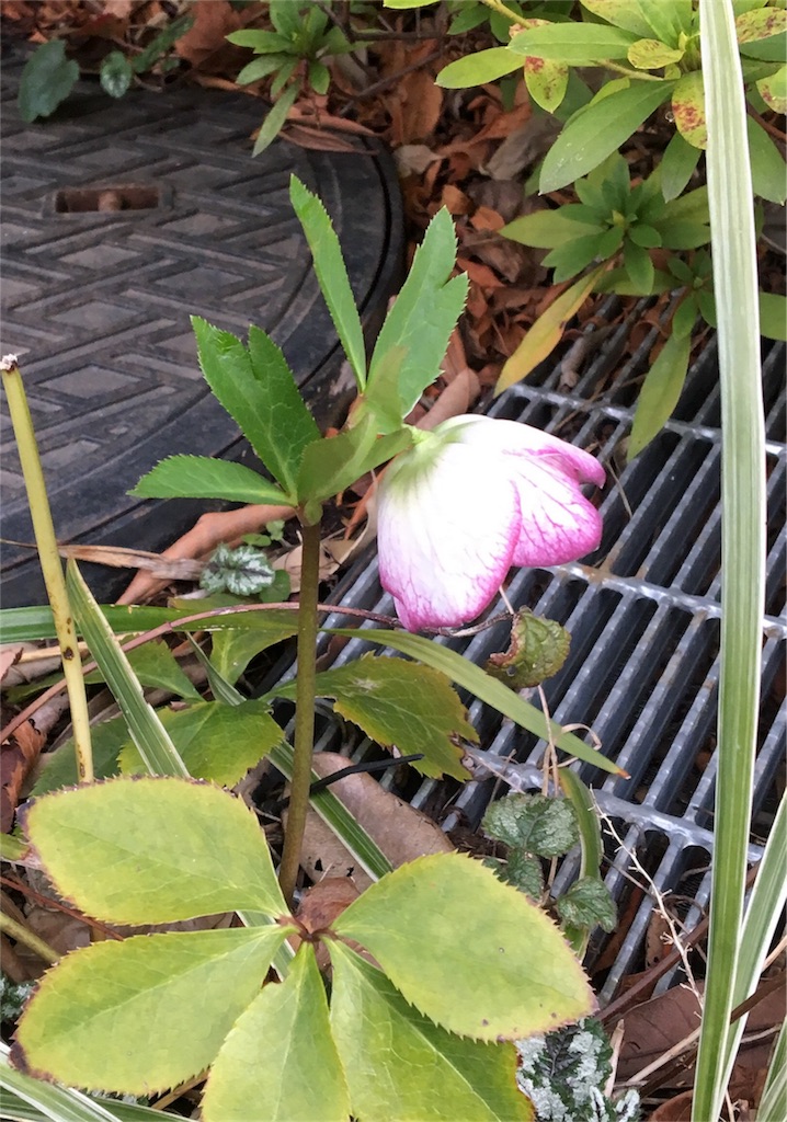 f:id:araihajime:20170314225707j:image f:id:araihajime:20170314225707j:image