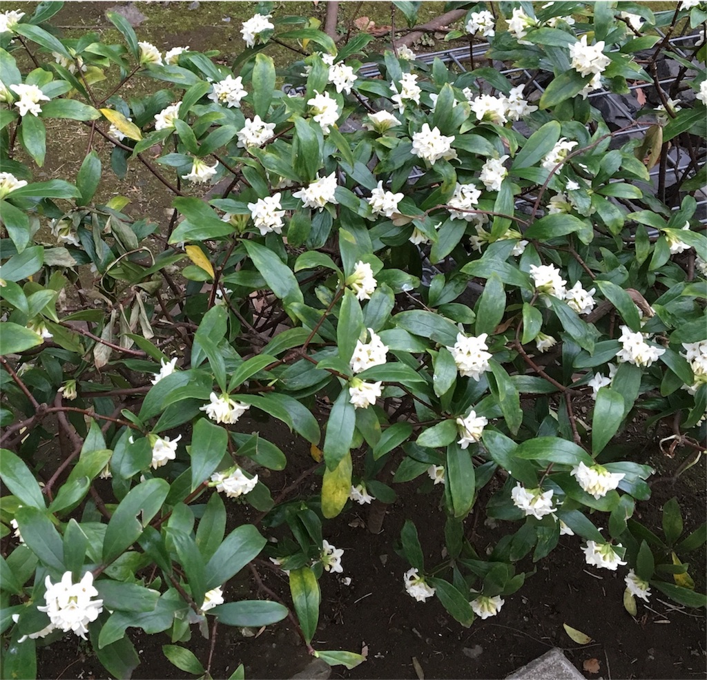 f:id:araihajime:20170314225719j:image f:id:araihajime:20170314225719j:image