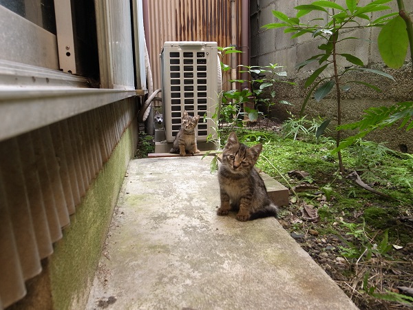 f:id:araihama:20161009014831j:plain