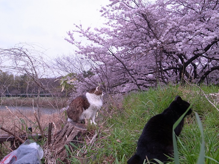 f:id:araihama:20170326085122j:plain