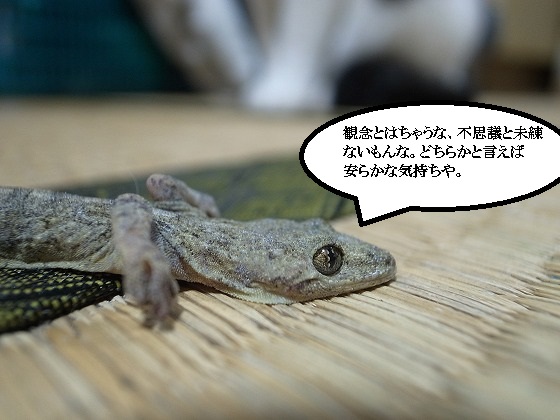 f:id:araihama:20180601214347j:plain