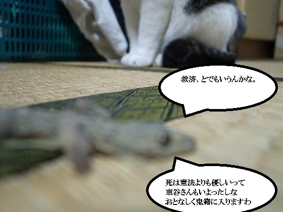 f:id:araihama:20180601214352j:plain