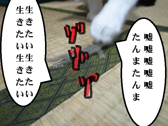 f:id:araihama:20180601214403j:plain