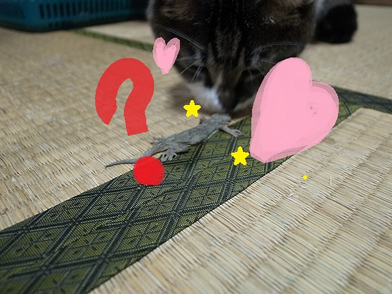 f:id:araihama:20180601214416j:plain