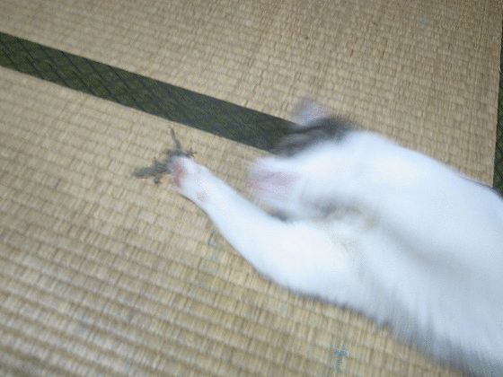 f:id:araihama:20180601214542g:plain